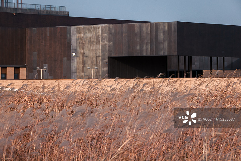 河南省洛阳市偃师区二里头遗址博物馆广场芒草随风飘荡图片素材