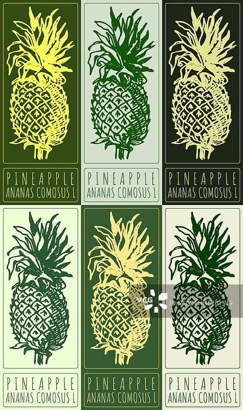 手绘各种颜色菠萝的集合图片素材