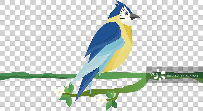 鹦鹉栖息在树枝上图片素材