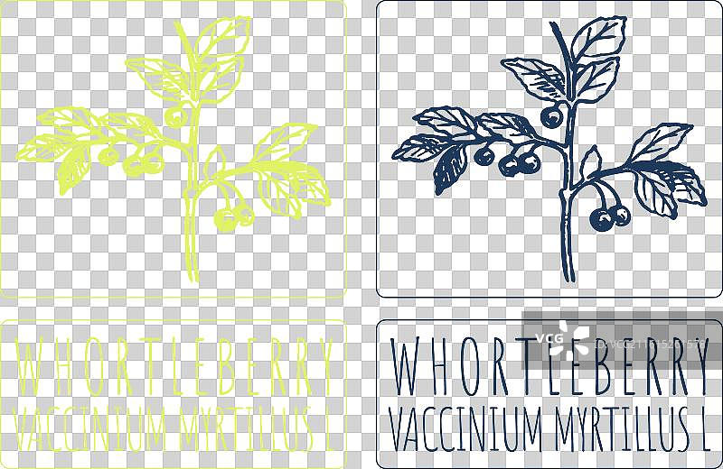手绘蓝莓插画图片素材