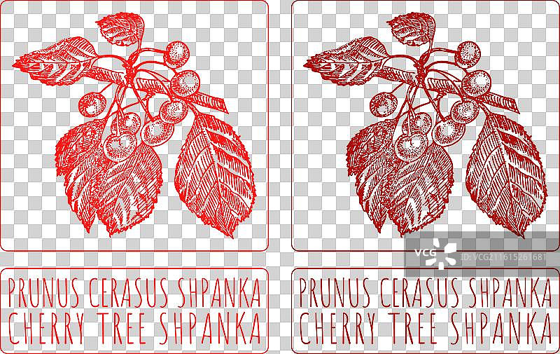 手绘樱桃（酸樱桃）插画图片素材