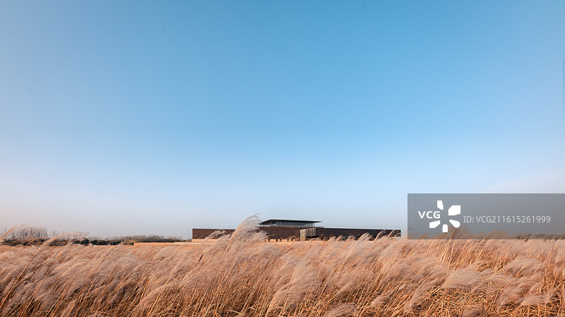 河南省洛阳市偃师区二里头遗址博物馆广场芒草随风飘荡图片素材