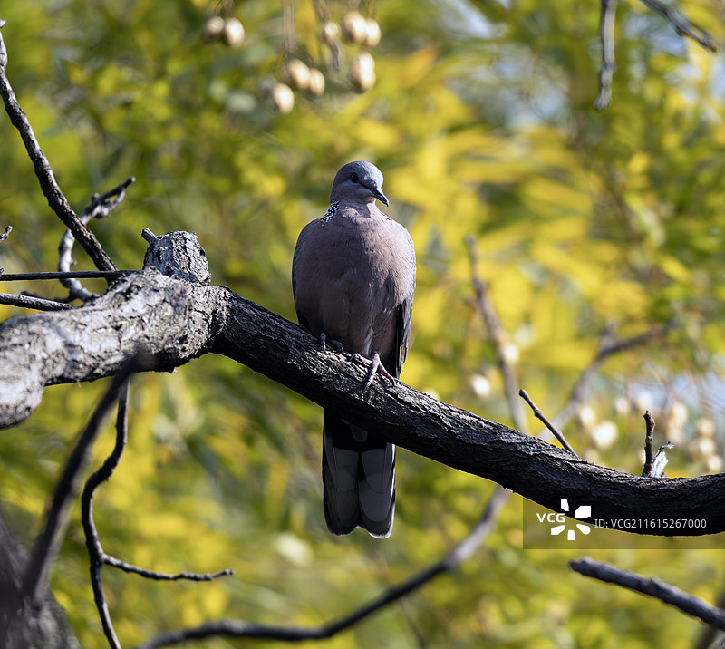 古猗园的珠颈斑鸠图片素材