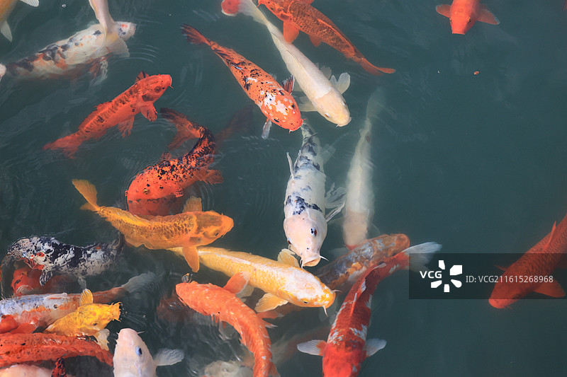 富贵的锦鲤鱼群在池塘中游泳图片素材