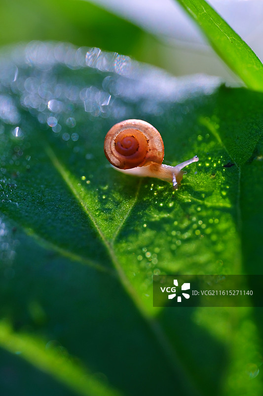 阳光下绿色草叶上的可爱小蜗牛。微距特写背景图壁纸设计素材图片素材