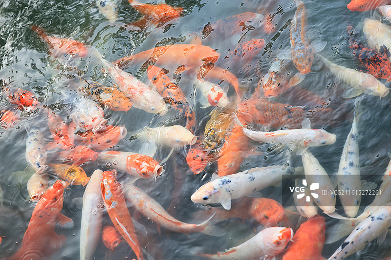 富贵的锦鲤鱼群在池塘中游泳图片素材