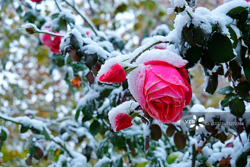 冬天冰下雪天银杏叶松树脚印月季花。小雪人图片素材