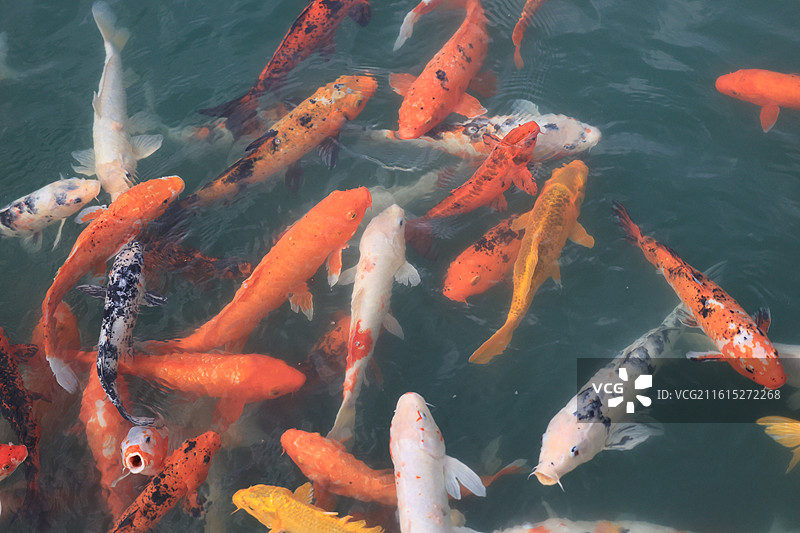 富贵的锦鲤鱼群在池塘中游泳图片素材