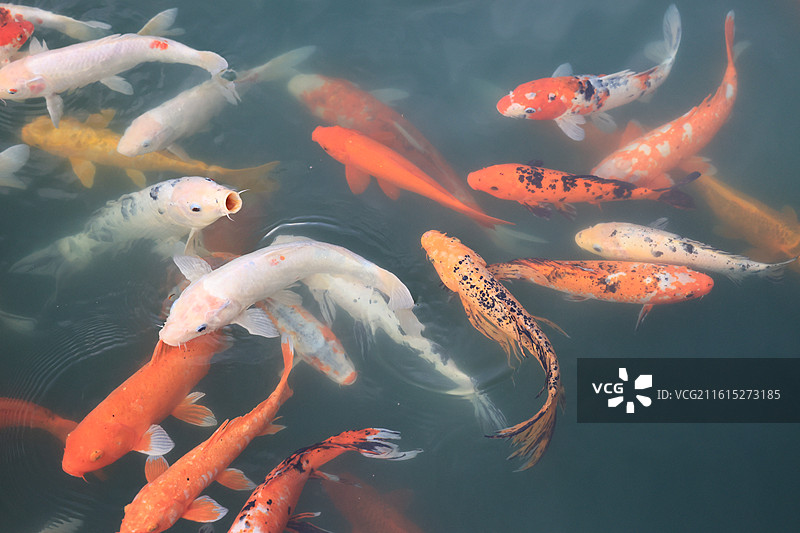 富贵的锦鲤鱼群在池塘中游泳图片素材