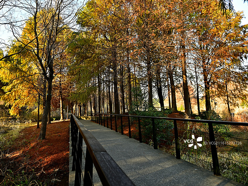 冬日红松路图片素材