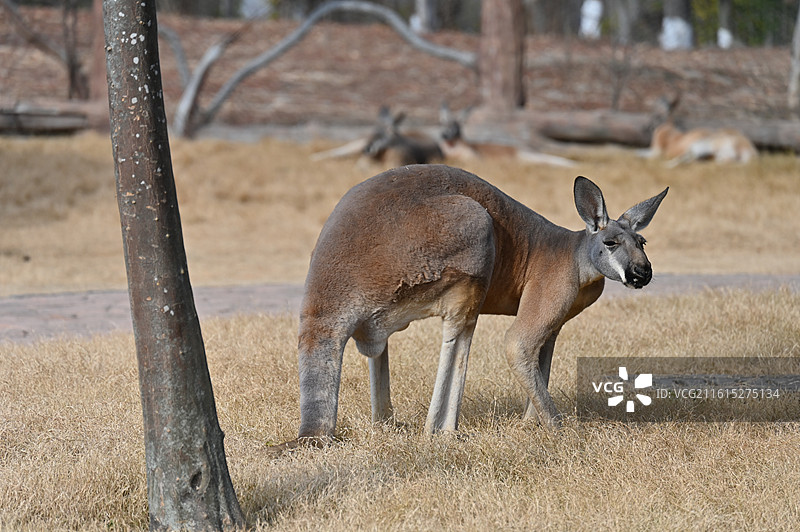 南通动物园图片素材