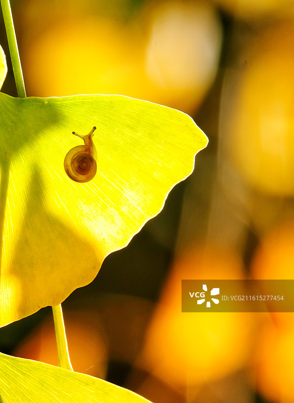 阳光银杏叶蜗牛。秋日逆光风景背景图壁纸。秋景秋色图片素材