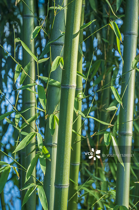 安徽合肥市包公园秋日风光：日光里的竹林特写图片素材