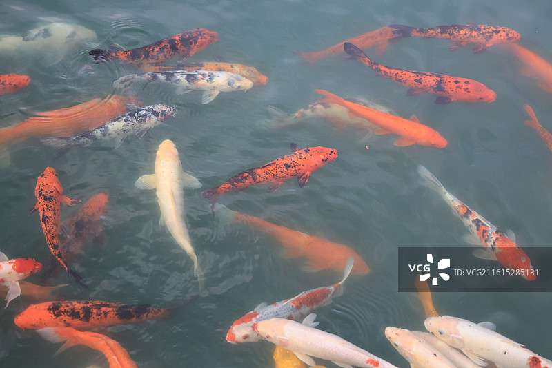 富贵的锦鲤鱼群在池塘中游泳图片素材