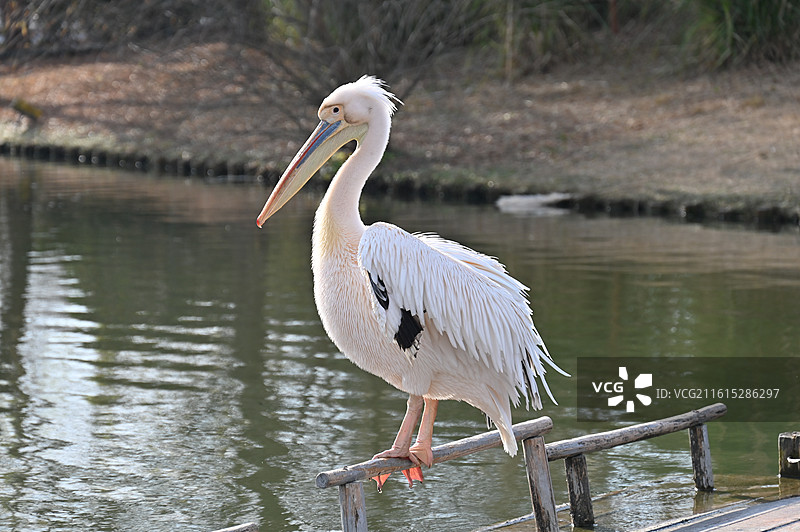 南通动物园图片素材