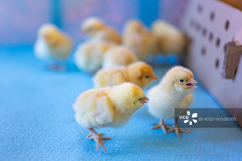 农场里的复活节黄色小鸡图片素材