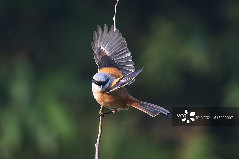 棕背伯劳图片素材