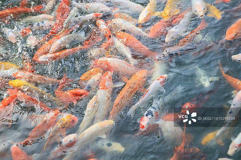 象征好运与富贵的锦鲤鱼群在池塘中游泳图片素材