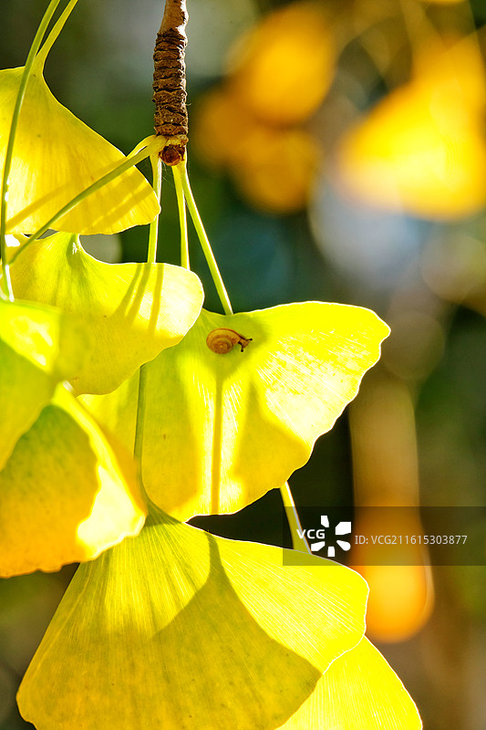 阳光银杏叶蜗牛。秋日逆光风景背景图壁纸。秋景秋色图片素材