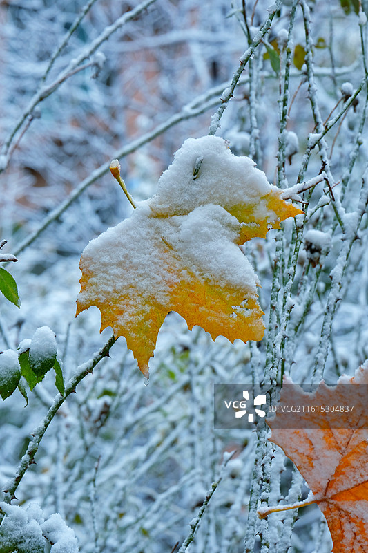 冬天冰下雪天银杏叶松树脚印月季花。小雪人图片素材