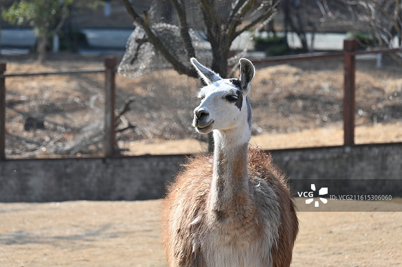 南通动物园图片素材