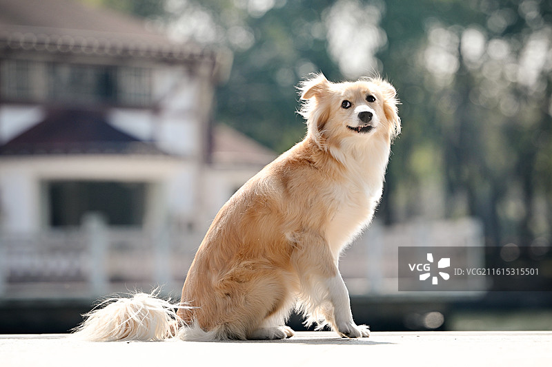 开心的田园犬图片素材