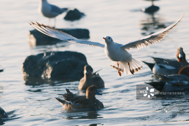 夕阳下的海鸥图片素材