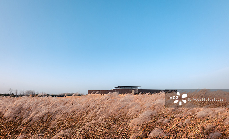 河南省洛阳市偃师区二里头遗址博物馆广场芒草随风飘荡图片素材