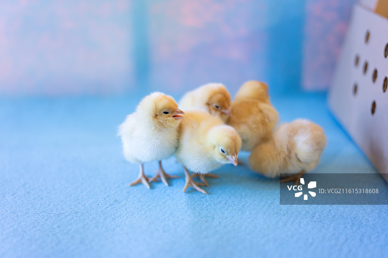 农场里的复活节黄色小鸡图片素材