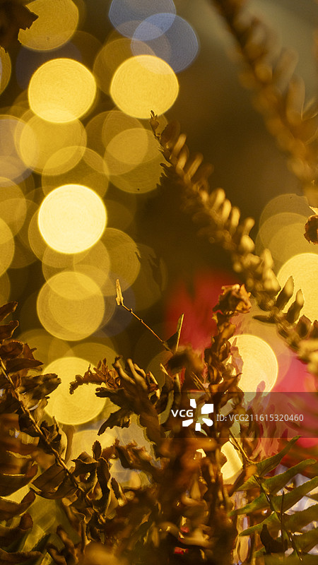 喜庆节日圣诞节灯光布置树木光带特写图片素材