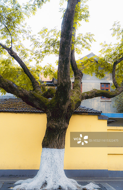 南京颐和路秋天景色图片素材