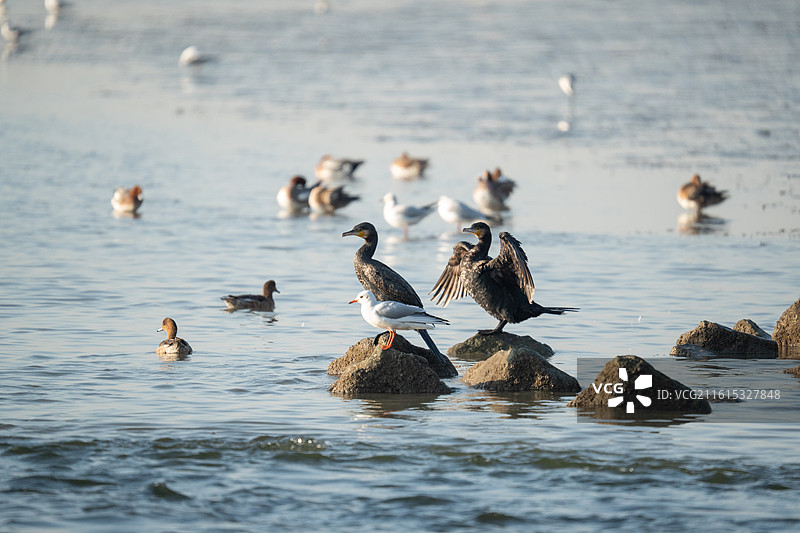 深圳湾公园，站在礁石上休息的鸬鹚和海鸥图片素材