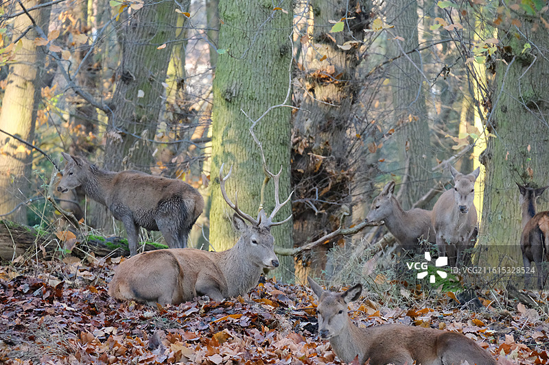 鹿园 Nottingham Wollaton Park图片素材