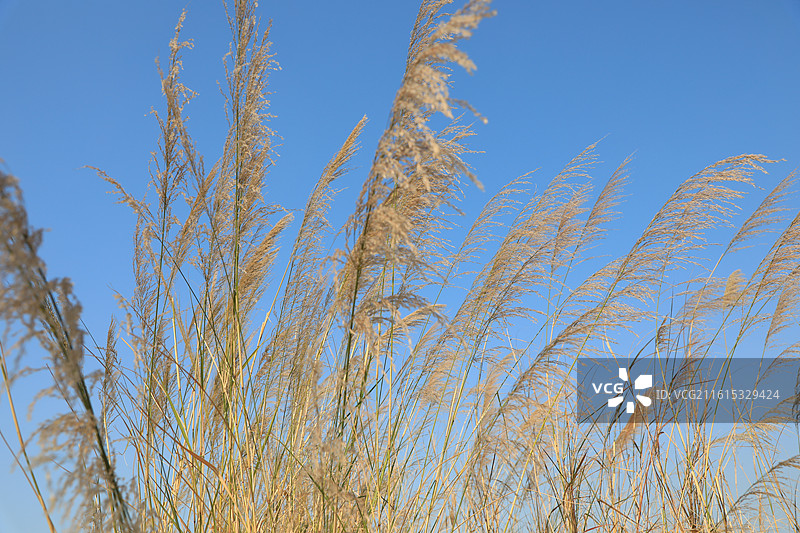 芦苇图片素材