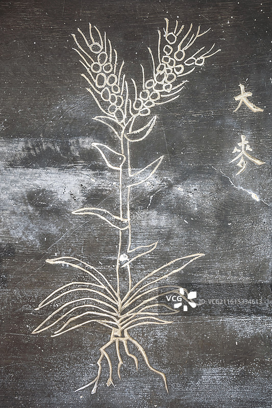 湖北省黄冈市蕲春县李时珍纪念馆石刻中草药大麦图片素材