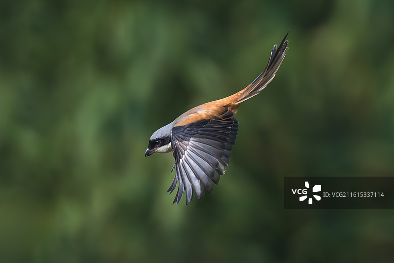 棕背伯劳图片素材