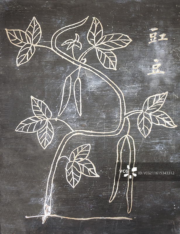 湖北省黄冈市蕲春县李时珍纪念馆石刻中草药刀豆图片素材