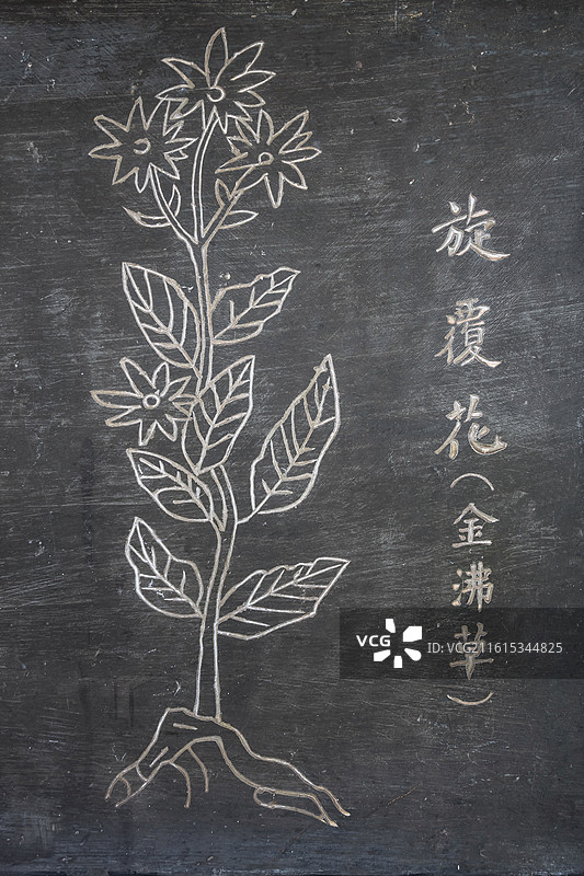 湖北省黄冈市蕲春县李时珍纪念馆石刻中草药旋覆花图片素材