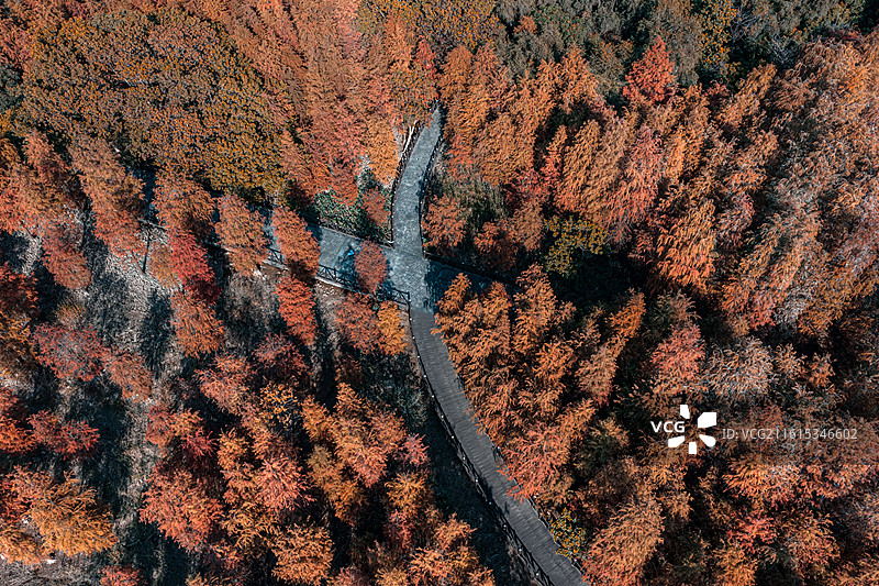 广州大学城湾咀头湿地公园落羽杉航拍图图片素材