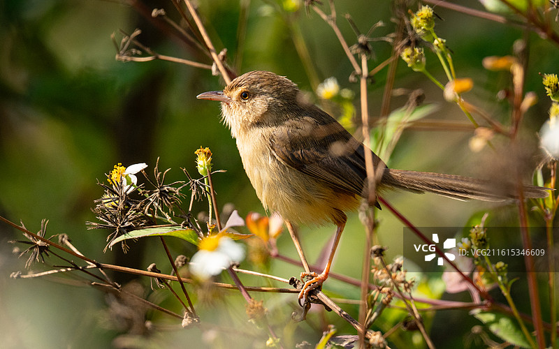 站在树枝上休息的纯色山鹪莺图片素材