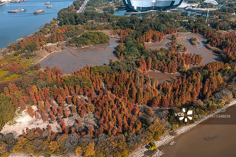 广州大学城湾咀头湿地公园落羽杉航拍图图片素材