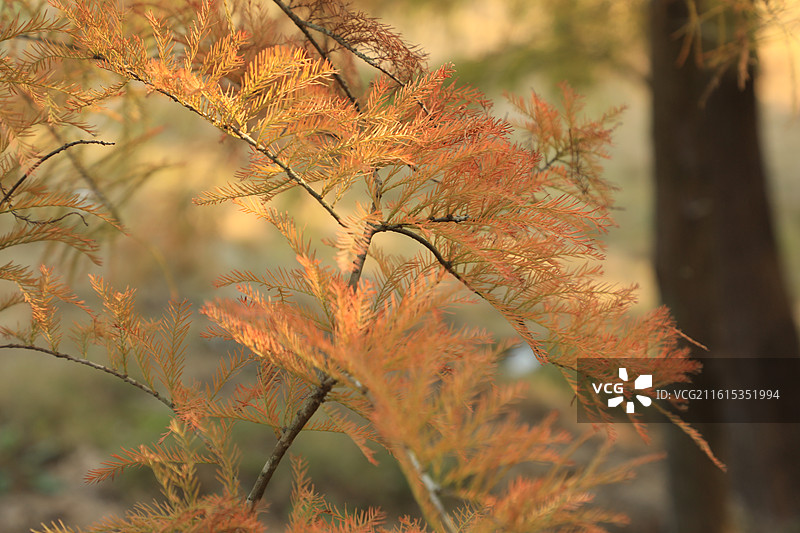 斗门小黄杨的落羽杉图片素材