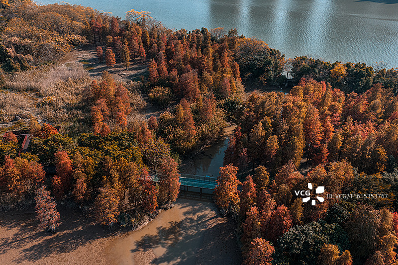 广州大学城湾咀头湿地公园落羽杉航拍图图片素材