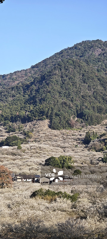 福建永泰万石村梅花图片素材