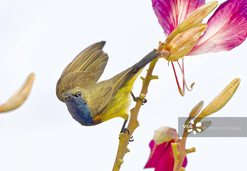黄腹花蜜鸟（香港荔枝角公园）图片素材