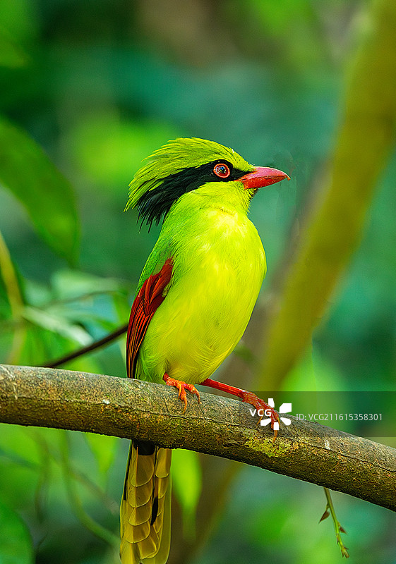 印支绿鹊图片素材