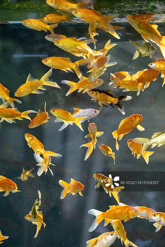 鱼缸中游动的观赏金鱼，拍摄于南通啬园图片素材
