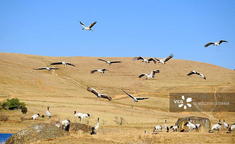 云南昭通大山包蓝天水面展翅飞翔的珍稀鸟类黑颈鹤图片素材