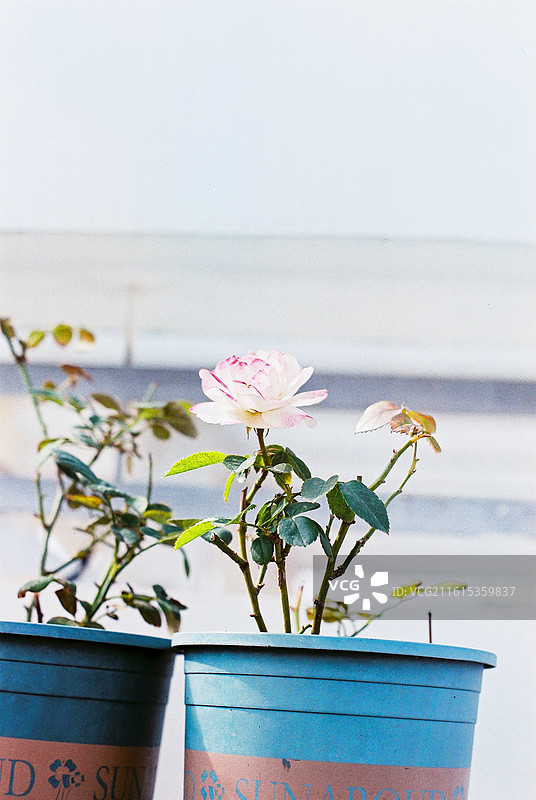 粉月季——乐凯c200胶卷拍摄图片素材