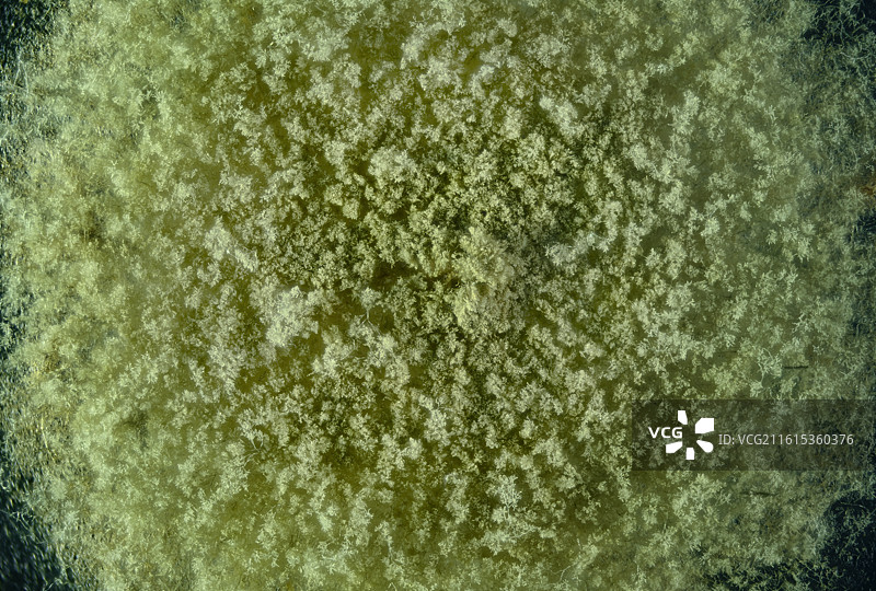 茶水发霉后的霉菌图片素材